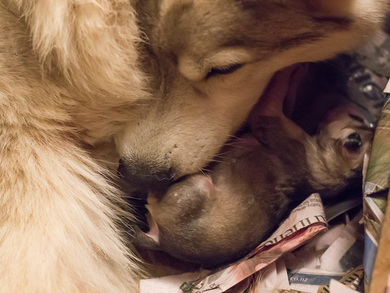 Husky puppy at birth