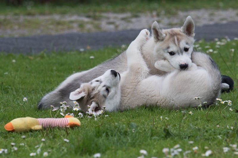 Husky pups playing