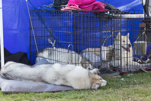 Siberian Huskies resting at dog show