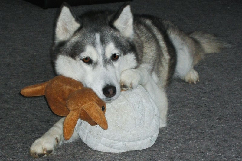 Husky Shadow with toys