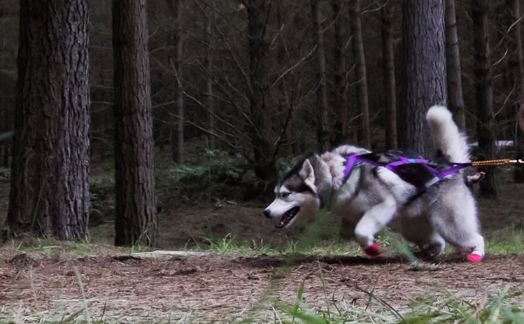 Husky with booties forest race start