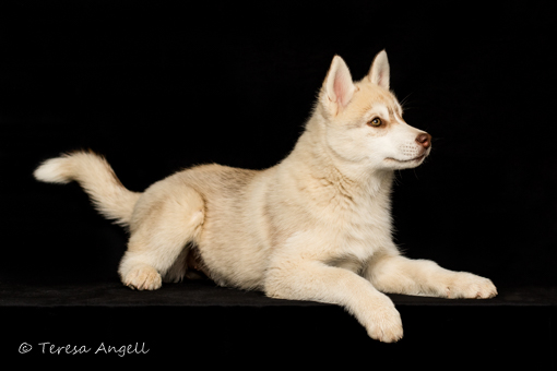Siberian Husky pup Miss Sassy